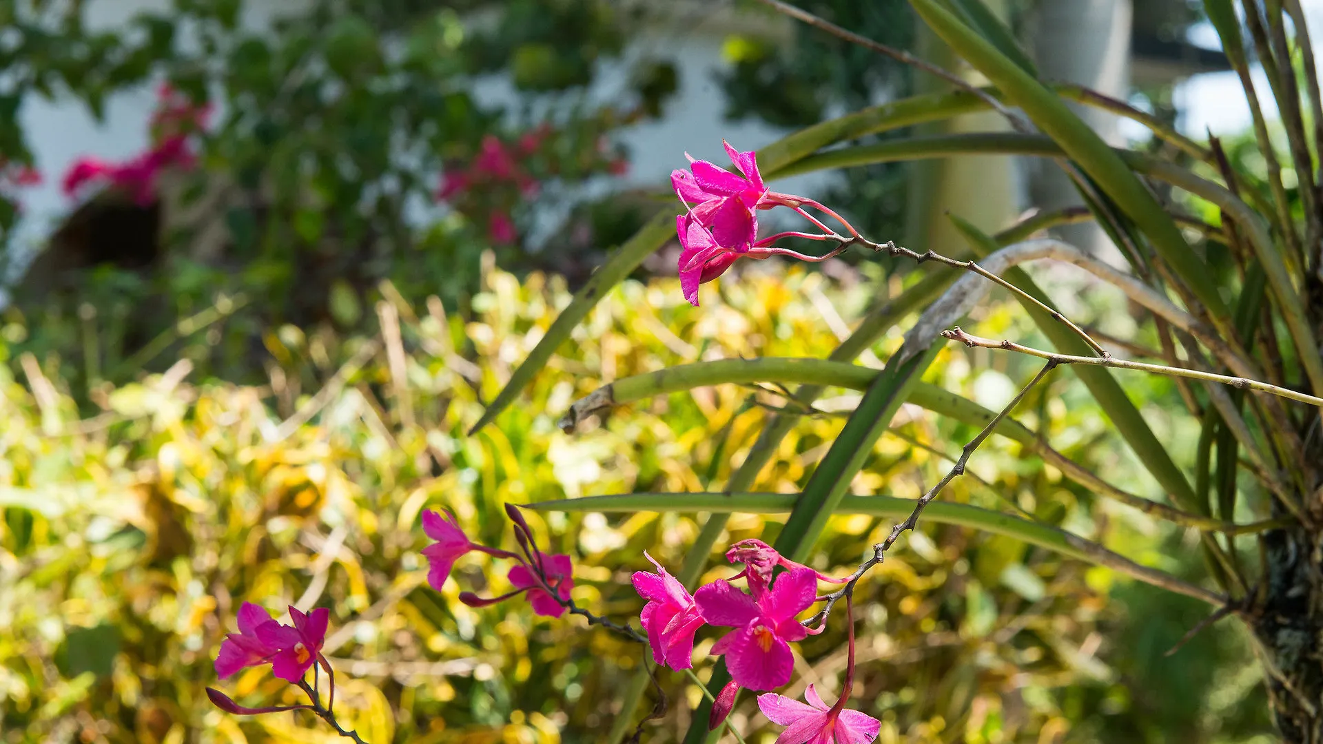 ** Hotel Cottages At Yoga Center Negril Jamaïque